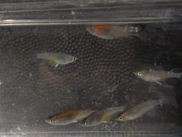 メダカの冬場室内飼育でメダカが死ぬ理由とは！？解決方法も紹介します！
