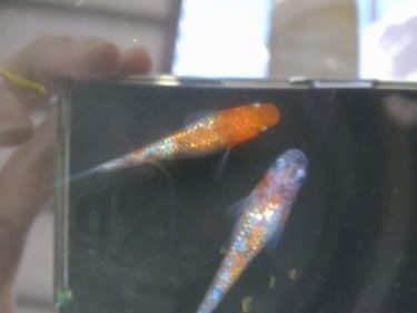 メダカの越冬に柿の葉は必要？体験談から説明します！