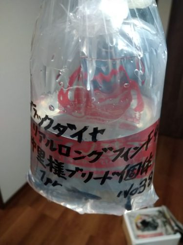 メダカを安く購入できる時期はいつ？