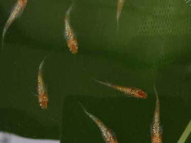 梅雨明け後の屋外メダカ飼育におすすめ！簾の効果と設置法を解説！