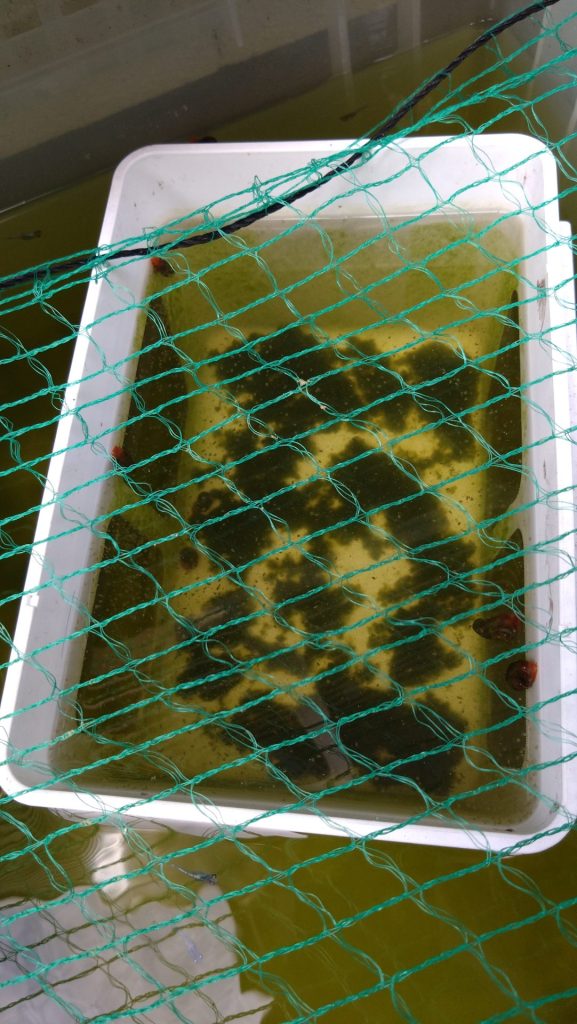 わけぷかでミジンコ養殖