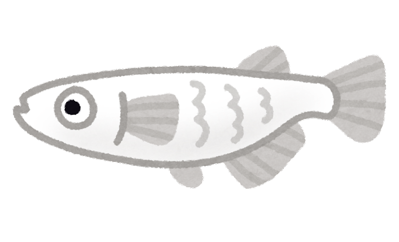 メダカのイラスト