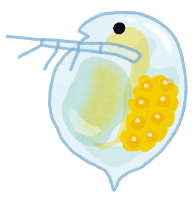 ミジンコのイラスト