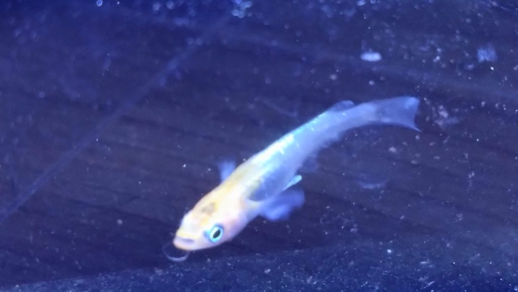 病気のメダカ