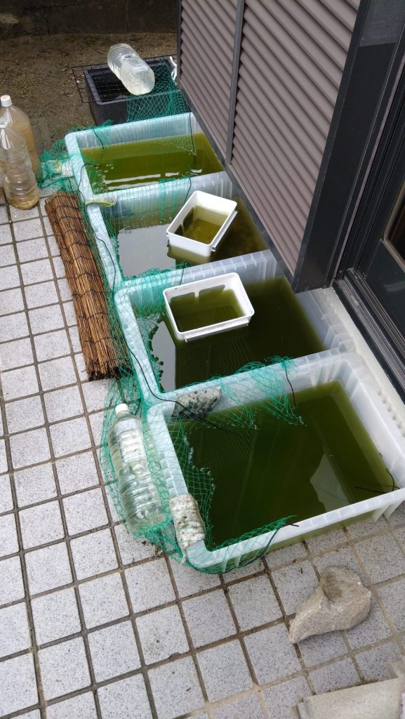 荒らされたメダカ水槽